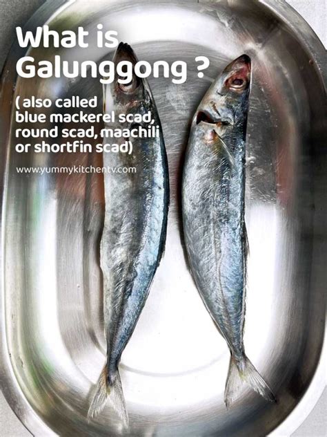 tamudios fish|Today's word is galunggong ‘scad .